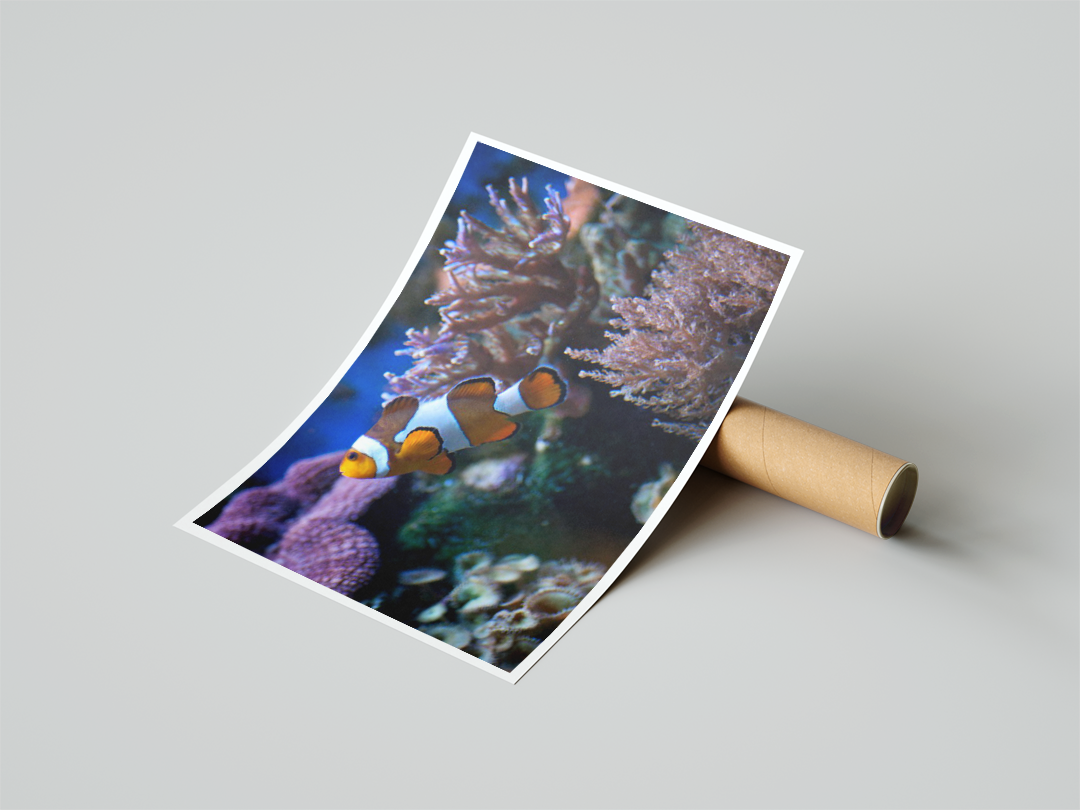 Aquatic Life Print Mockup