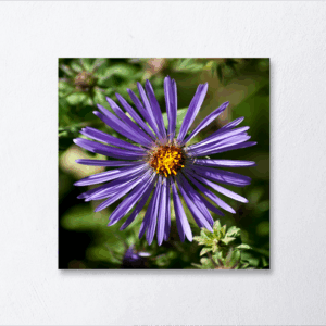 Aster Beauty Print Mockup
