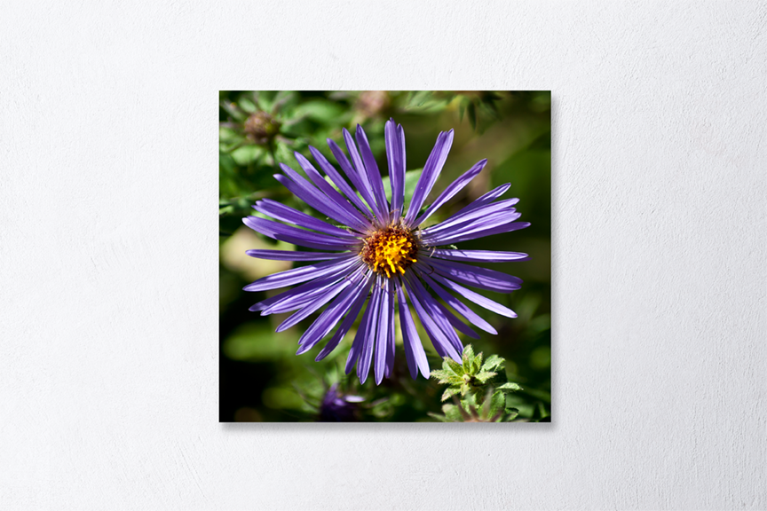 Aster Beauty Print Mockup
