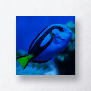 Blue Tang Fish Art Print Mockup