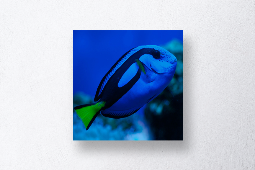 Blue Tang Fish Art Print Mockup