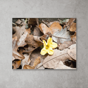 Flower In The Rough Print