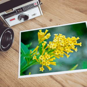 Golden Currants Print Mockup