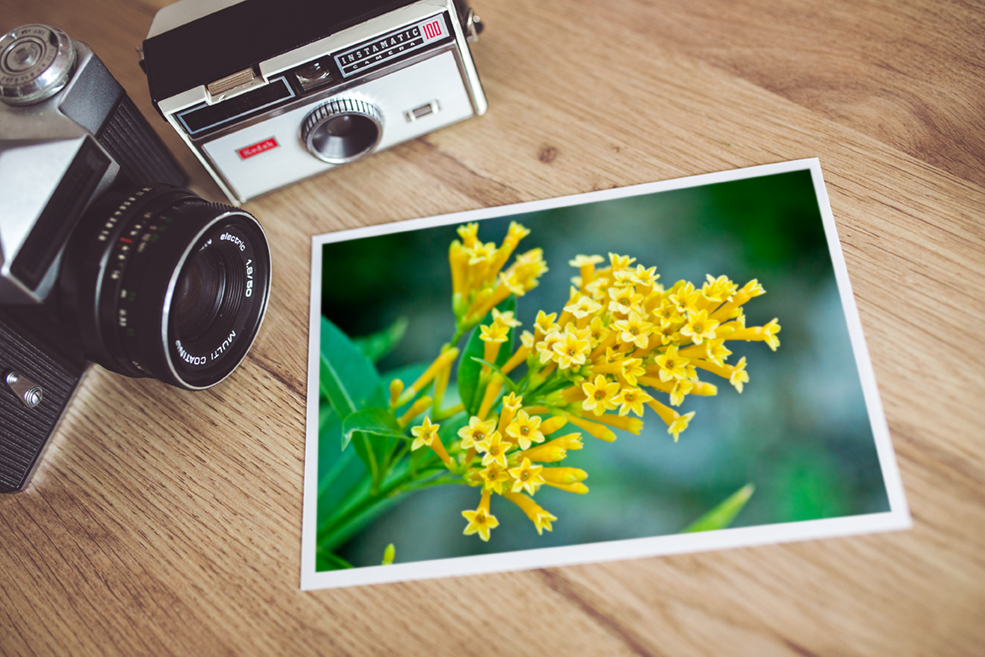 Golden Currants Print Mockup
