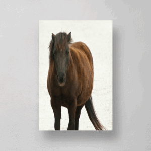 Lone Horse Print Mockup