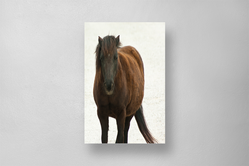 Lone Horse Print Mockup