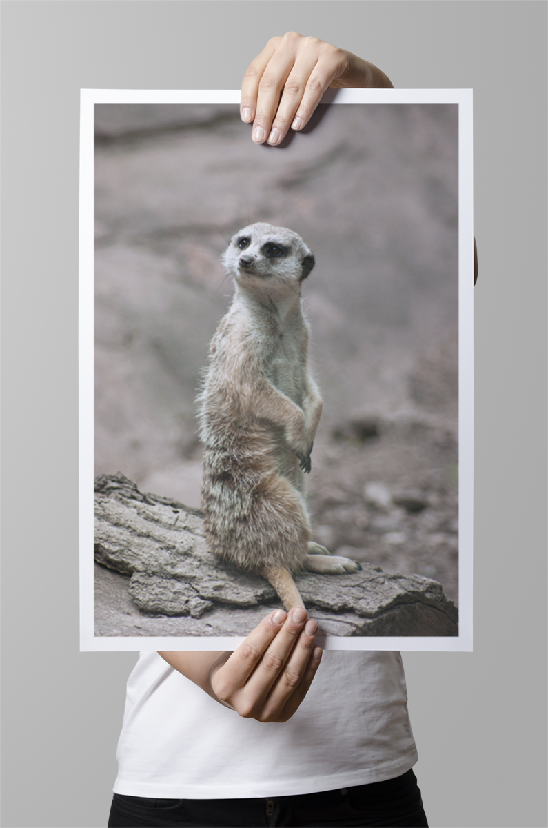 Meerkat Art Print Mockup
