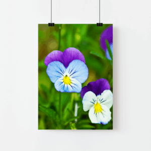 sweet pansies print mockup