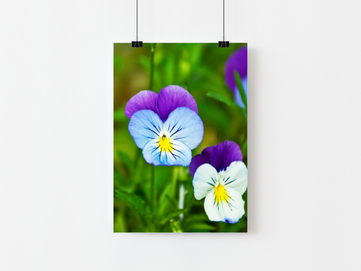sweet pansies print mockup