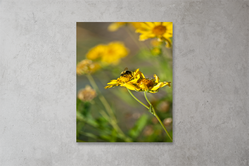 Pollen Harvest Print Mockup