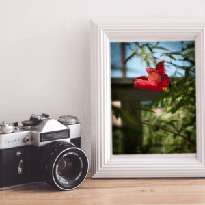 Red, Red, Hibiscus Bloom Print Mockup