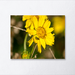 Spotted Cucumber Beetle Print Mockup