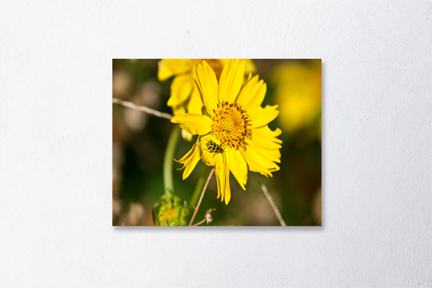 Spotted Cucumber Beetle Print Mockup