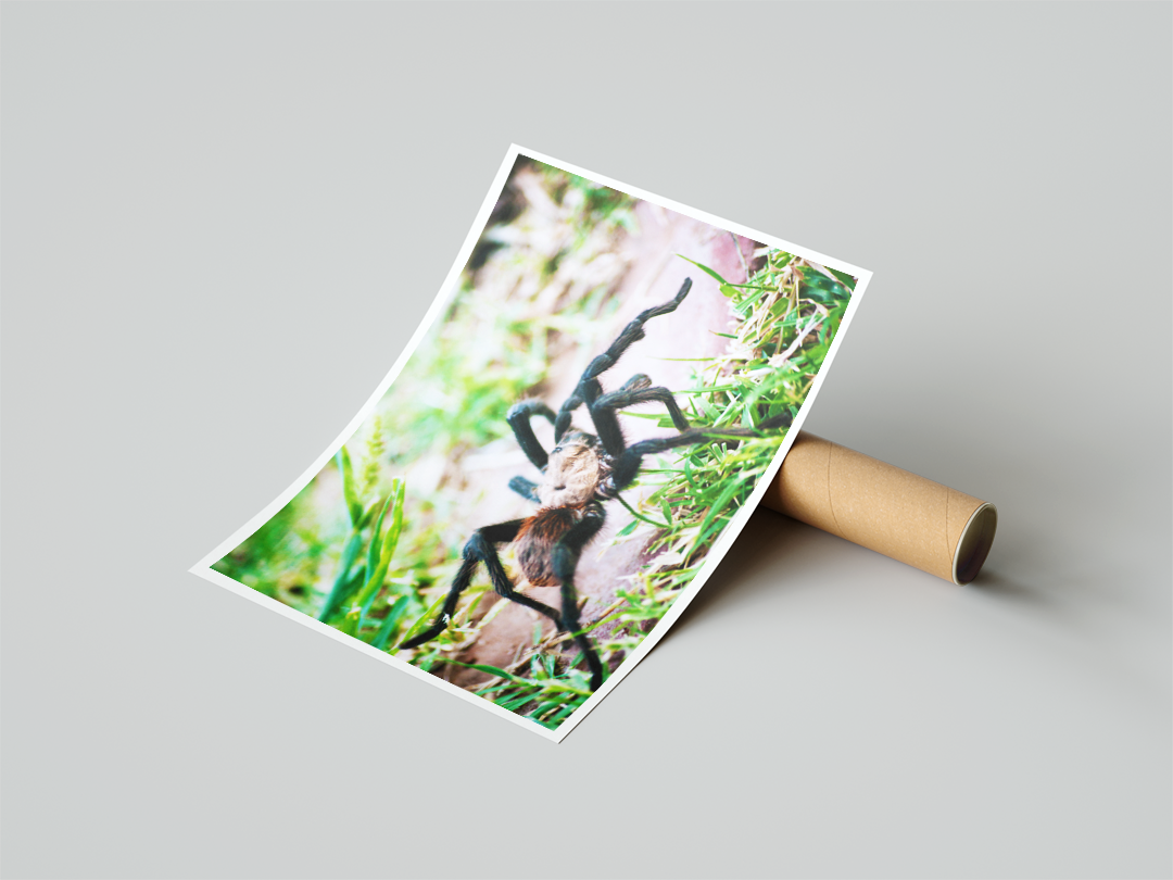 Tarantula Print Mockup