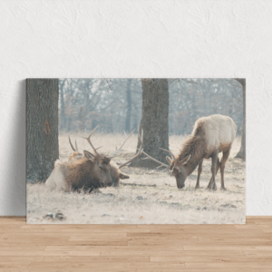 Wapiti Elk Art Print Mockup