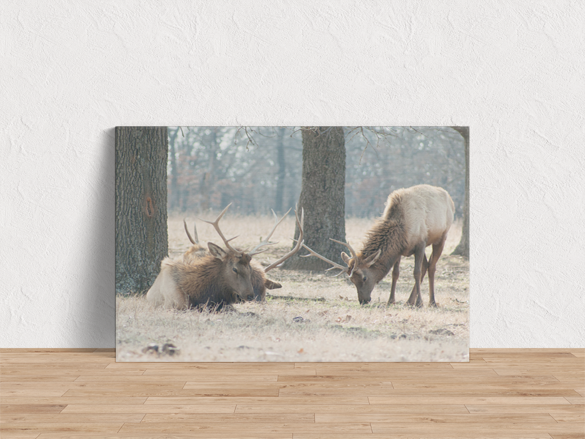 Wapiti Elk Art Print Mockup