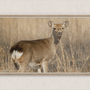 White Tail Deer Art Print Mockup