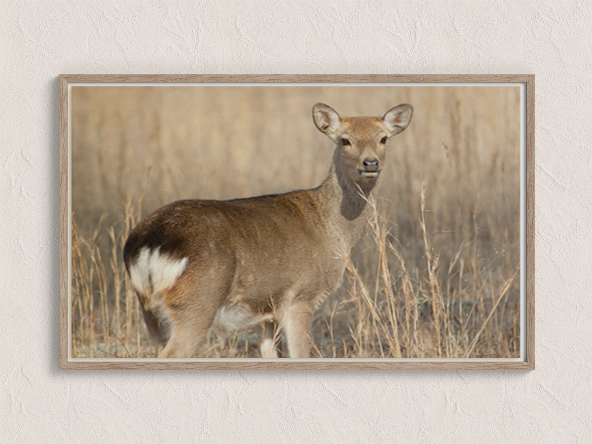 White Tail Deer Art Print Mockup
