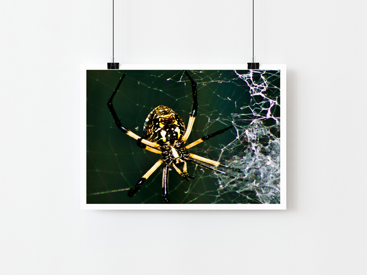 Yellow Garden Spider Art Print Mockup