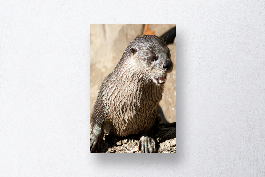 Sea Otter Art Print Mockup