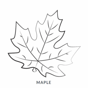 Maple Leaf Blanket Picture