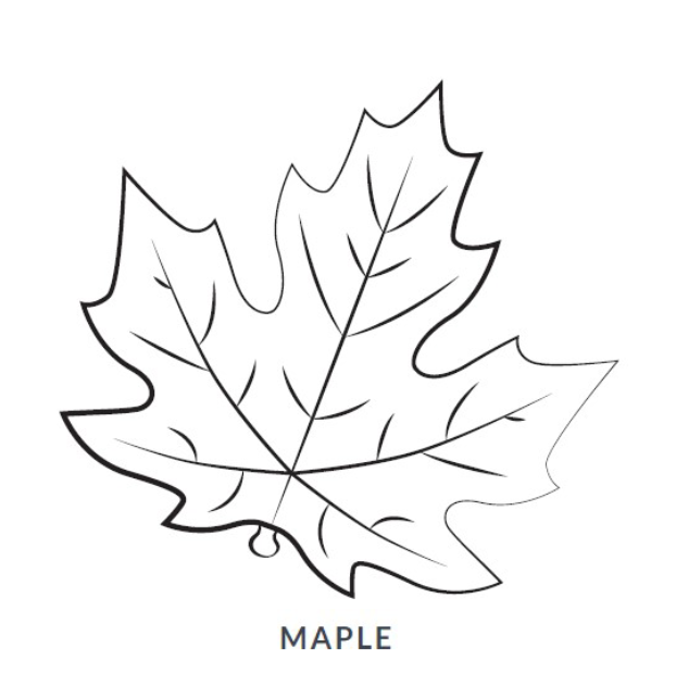Maple Leaf Blanket Picture