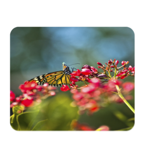 The Butterfly Mousepad Mockup