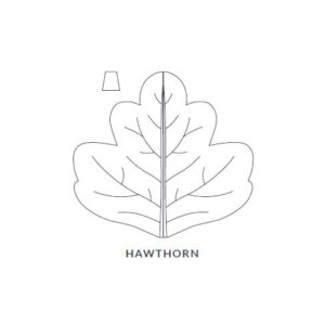 Hawthorn Leaf Blanket/Play Mat picture