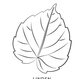 Linden Leaf Blanket/Play Mat picture