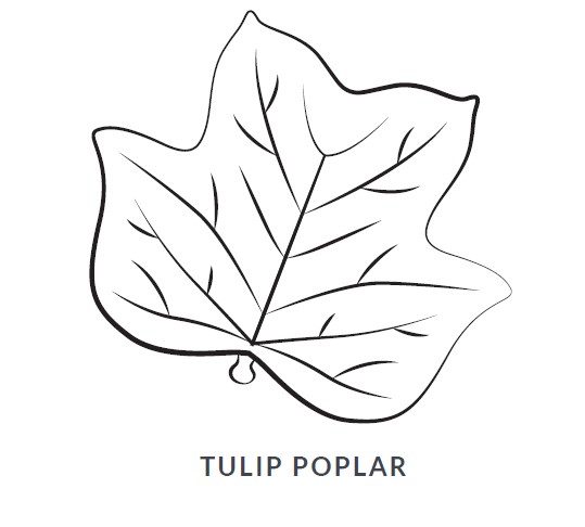Tulip Poplar Leaf Blanket/Play Mat picture